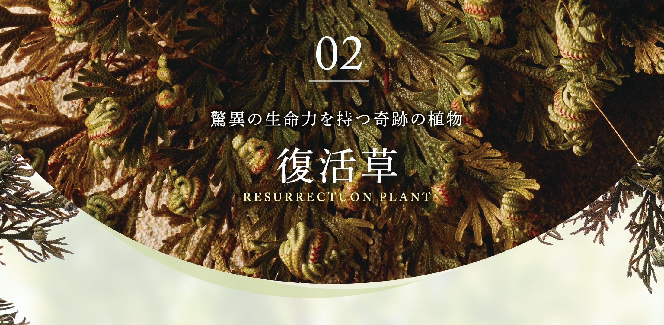 02 驚異の生命力を持つ奇跡の植物 復活草