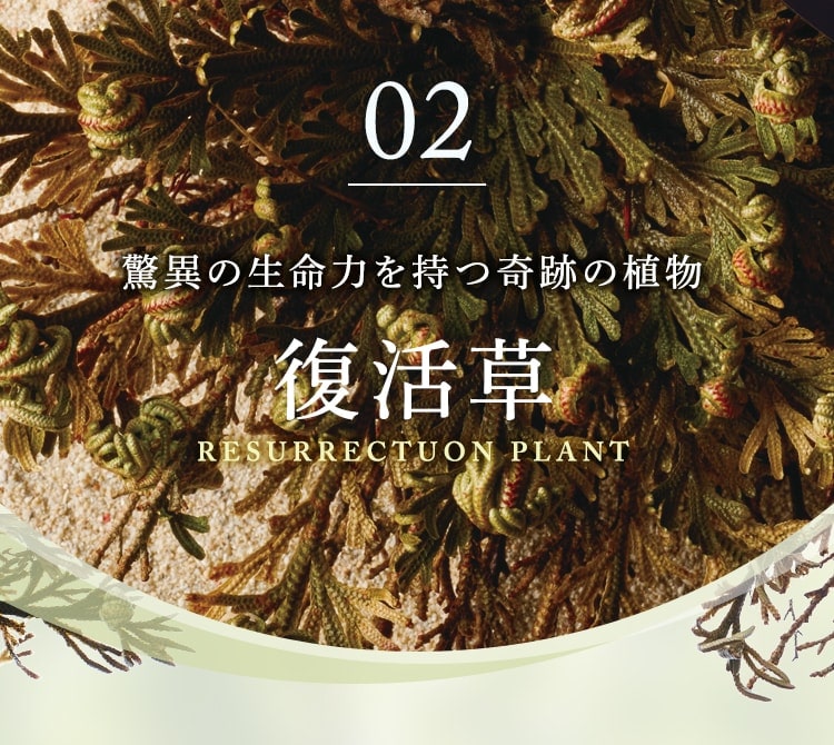 02 驚異の生命力を持つ奇跡の植物 復活草