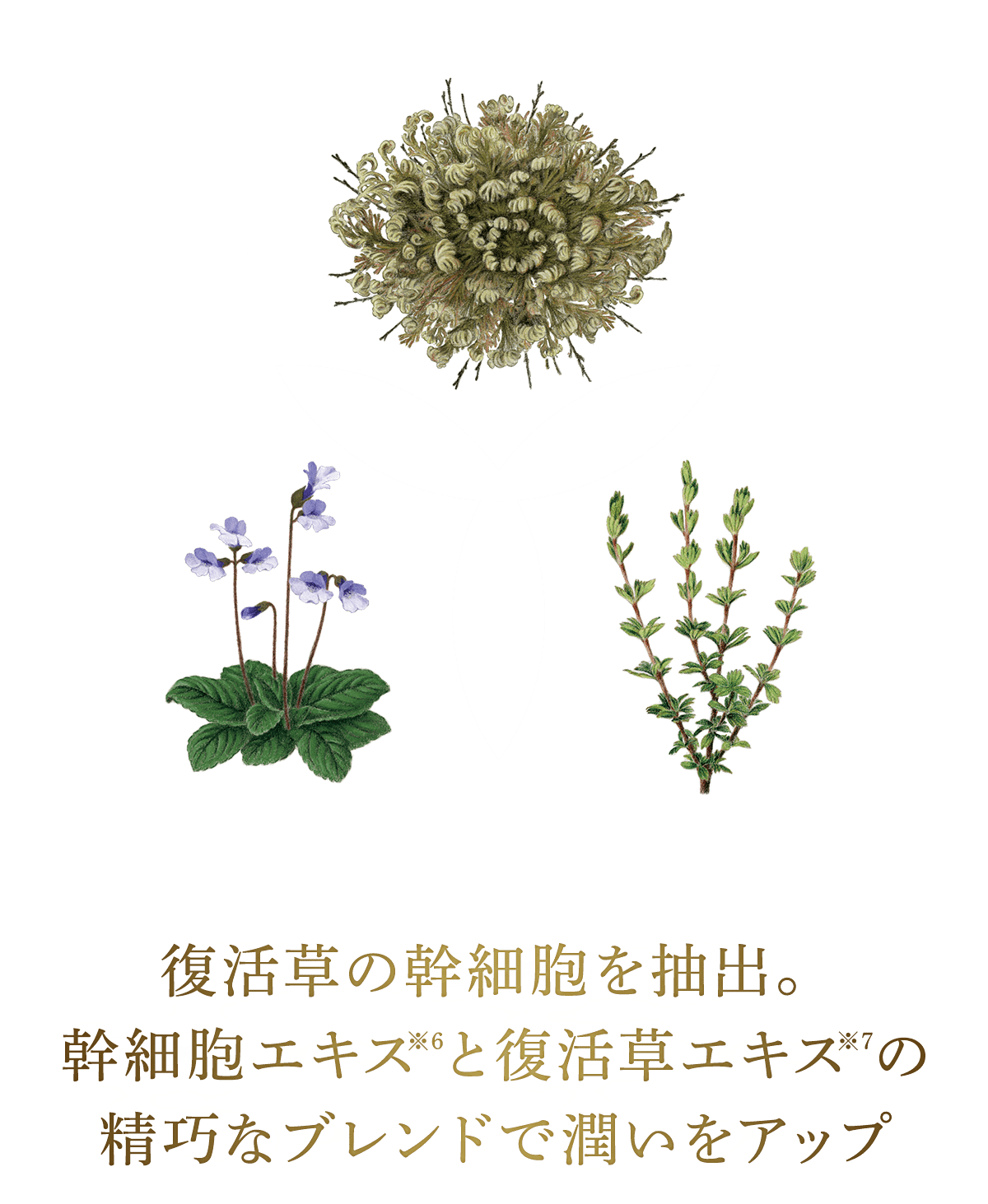 復活草の幹細胞を抽出。幹細胞エキス※6と復活草エキス※7の精巧なブレンドで潤いをアップ