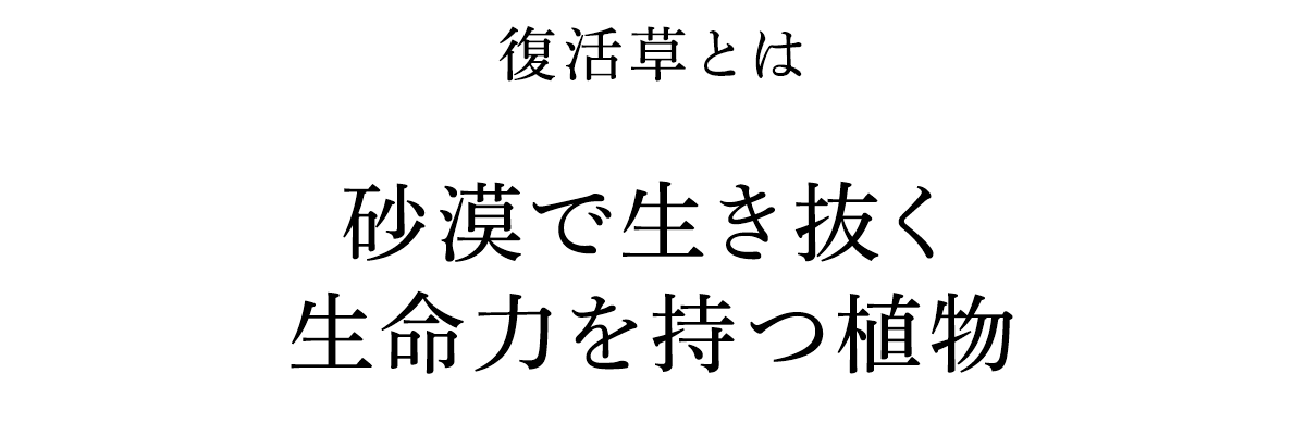 復活草とは 砂漠で生き抜く生命力を持つ植物